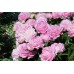 Півонія Paeonia Susie